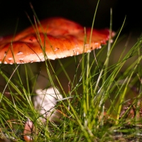 The Amanita Muscaria in spring
