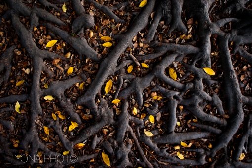 Leaves - Yellow