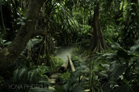 Wild Jungle in Guangdong Province, China