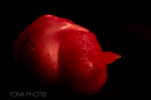 Red Pepper Foetus