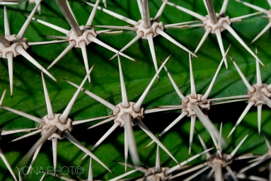 Spikes showing an organized patern on a Garden Cactus
