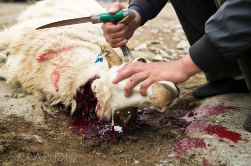 Mutton meat - prepared around Qinghai Lake - China