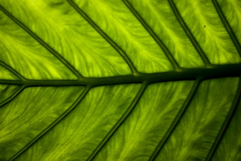 The nerves of the leaf can be seen through its tissue