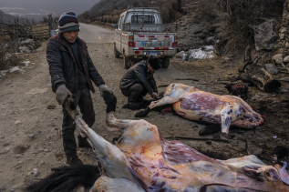 Yak butchers on the hillsides around Kangding, Sichuan Province - China